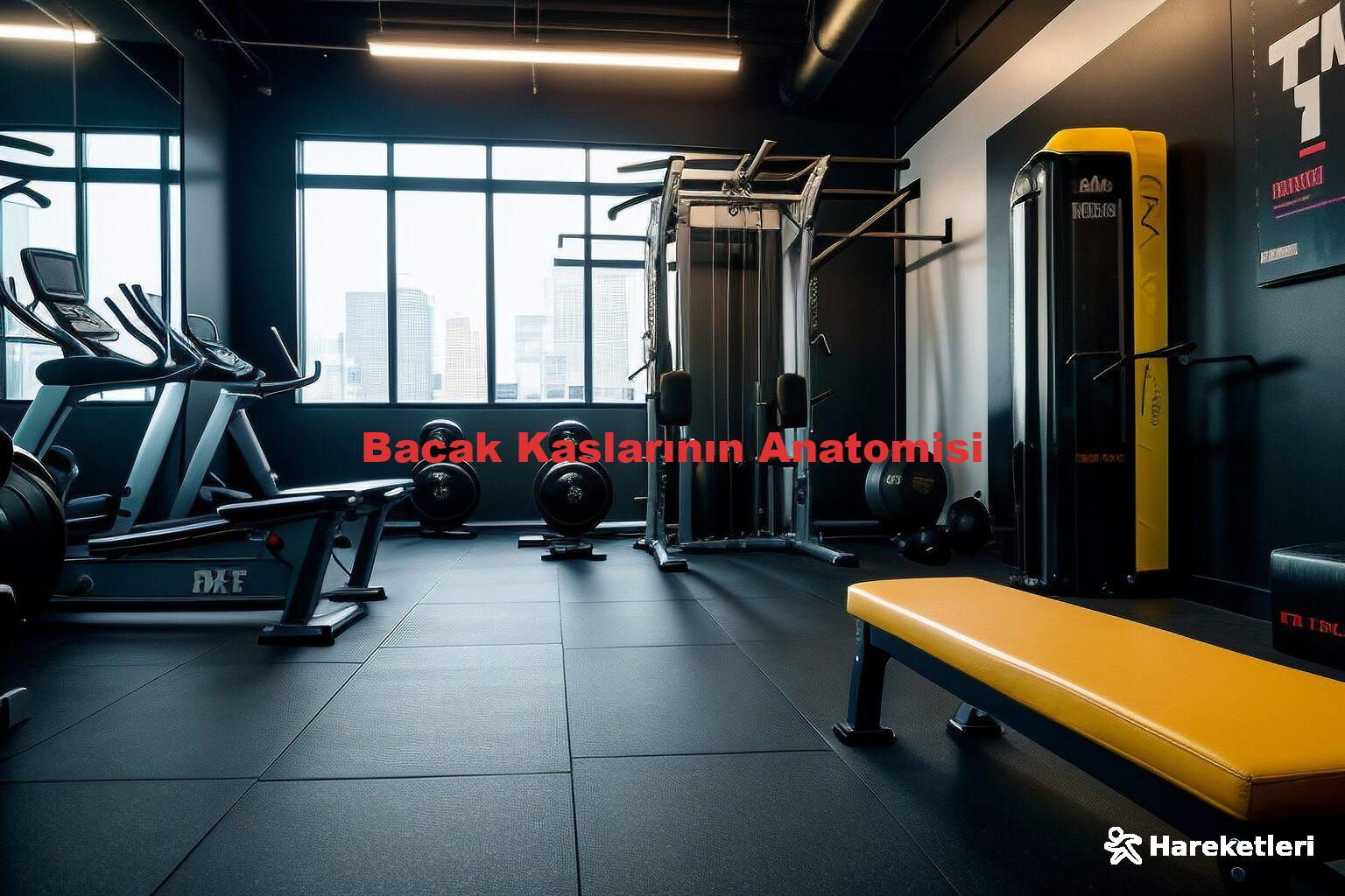 Bacak Kaslarının Anatomisi