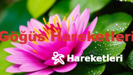 Göğüs Hareketleri