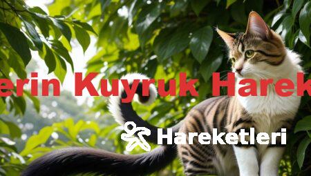 Kedilerin Kuyruk Hareketleri