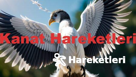 Kanat Hareketleri