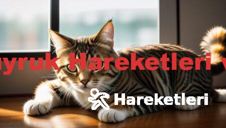 Kedilerin Kuyruk Hareketleri ve Anlamları