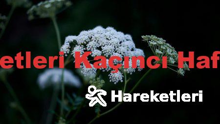 Bebeğin Hareketleri Kaçıncı Haftada Hissedilir