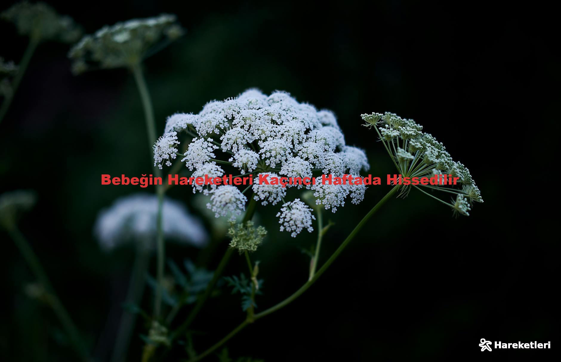 Bebeğin Hareketleri Kaçıncı Haftada Hissedilir