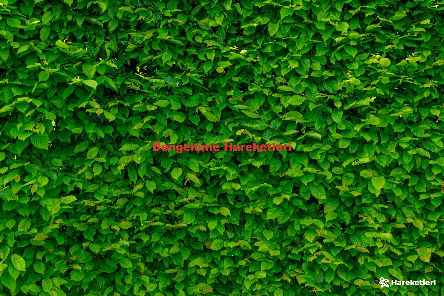Dengeleme Hareketleri