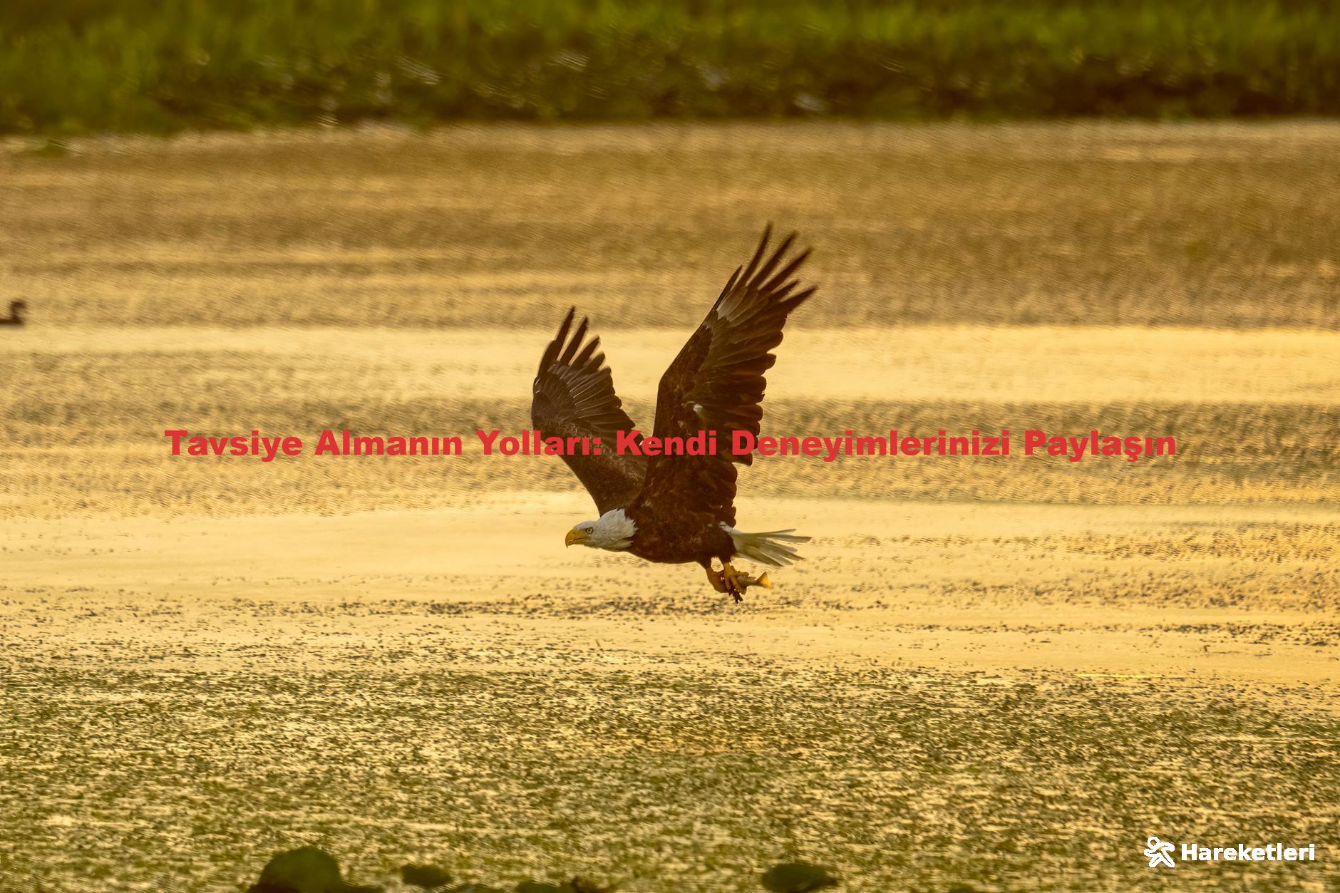 Tavsiye Almanın Yolları: Kendi Deneyimlerinizi Paylaşın