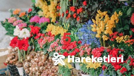 Aksaray Çiçeklerinin Güzelliği: Herkesin Bilmesi Gerekenler